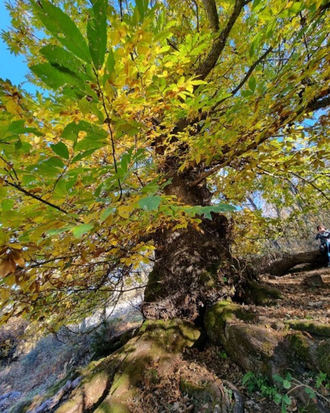 Ruta de los Castaños de Calabazas: Naturaleza Centenaria en Castañar de Ibor